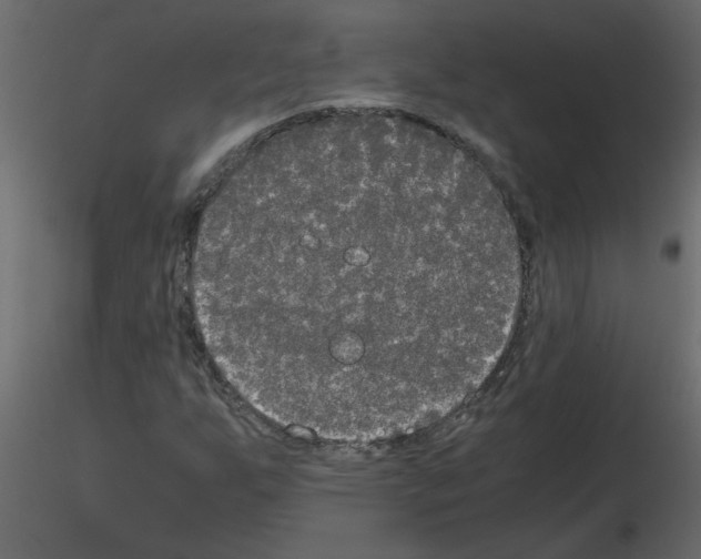 X0000115661255200912241351