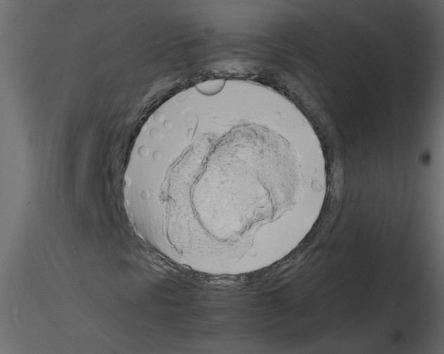 X0000115661297200912241350