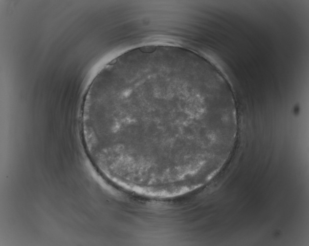 X0000115661379200912241350