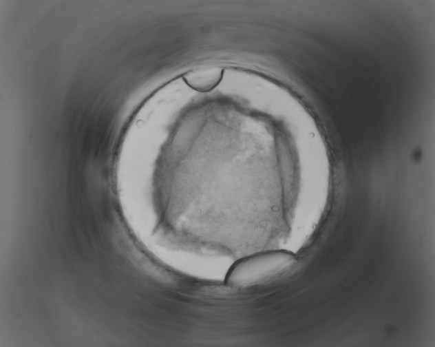 X0000115661517200912241348