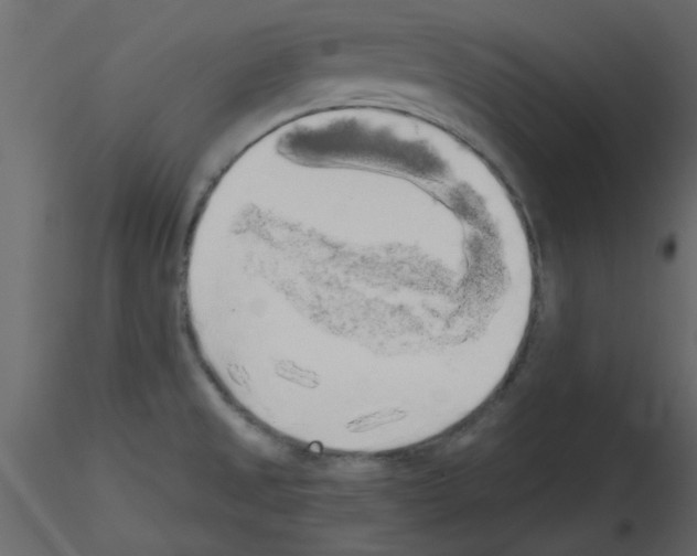 X0000115661525200912241348