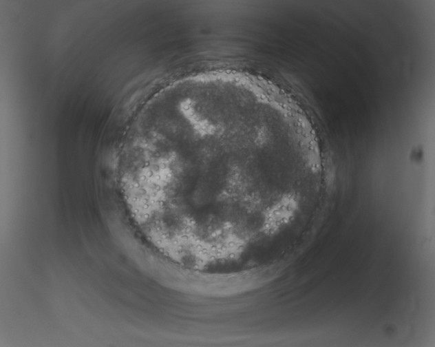 X0000115670026200912241429