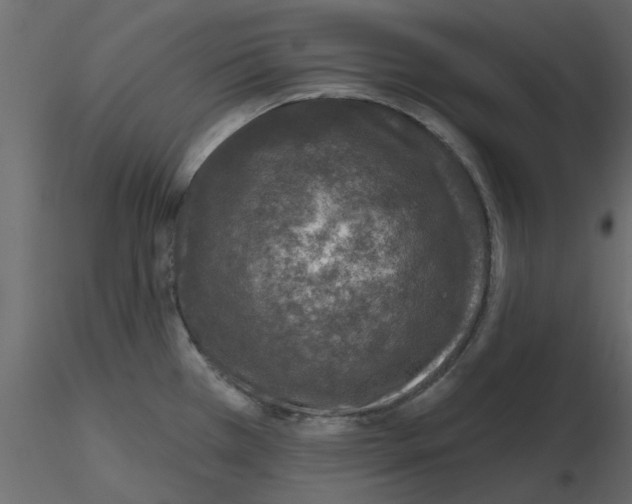 X0000115671385200912241410