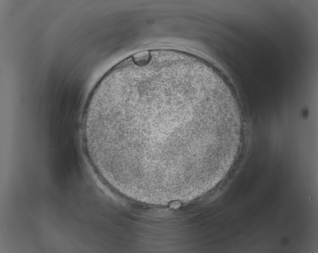 X0000115671517200912241409