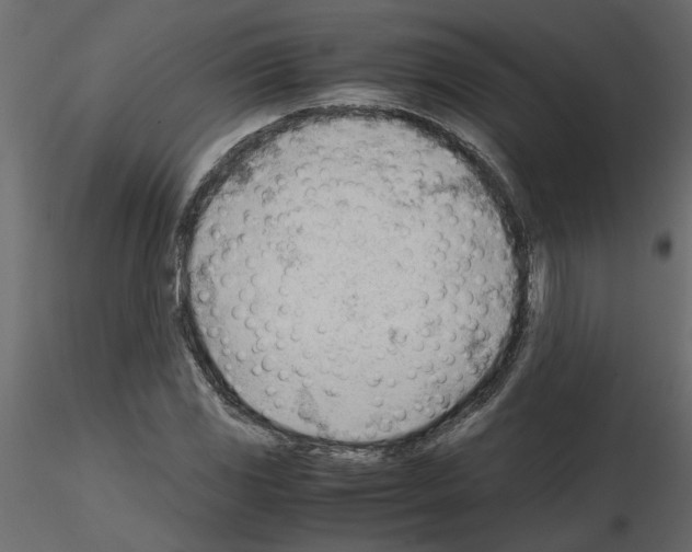 X0000115681117200912241435