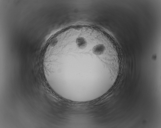 X0000115681160200912241434