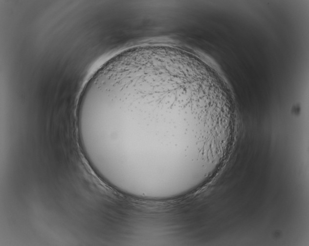 X0000115681176200912241434
