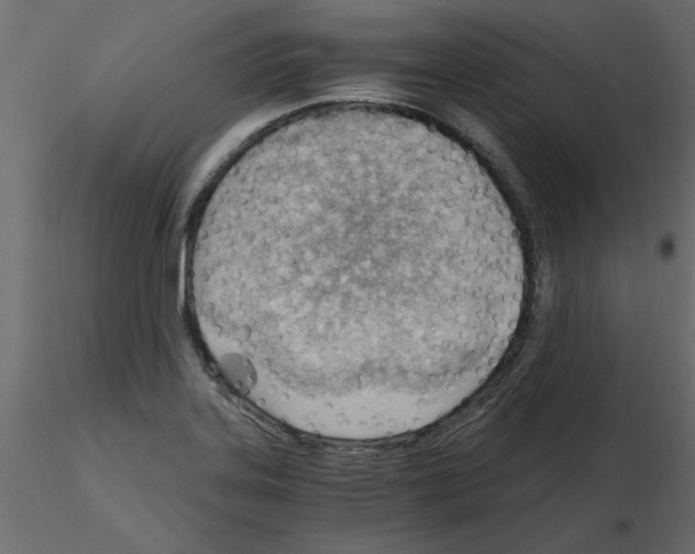 X0000115681323200912241432