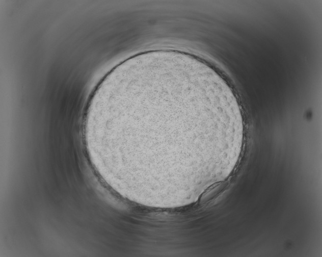 X0000115681517200912241430