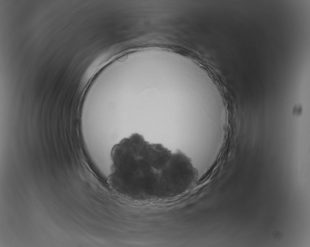 X0000115690004200912241511
