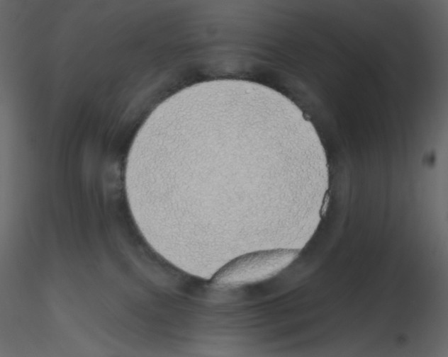 X0000115690087200912241511