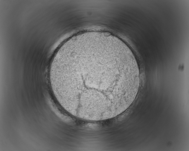 X0000115690159200912241509
