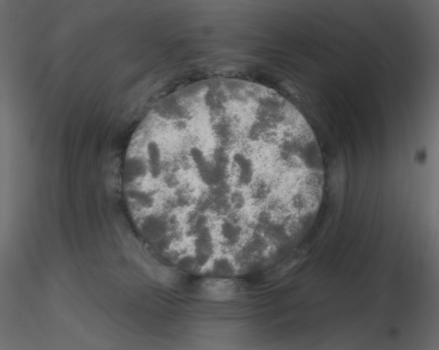 X0000115690181200912241509