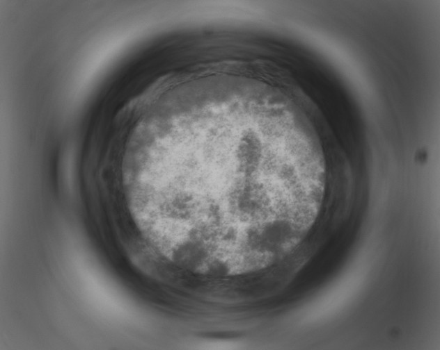 X0000115690189200912241509
