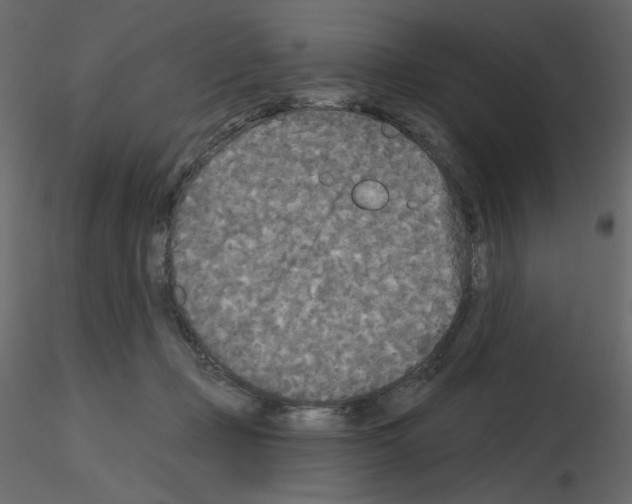 X0000115690365200912241506
