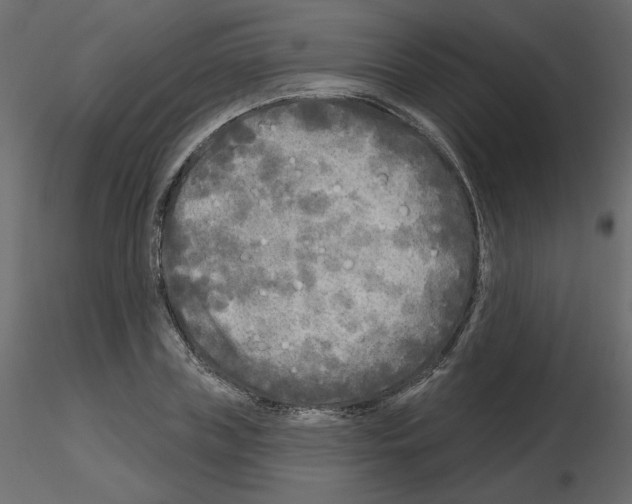 X0000115690835200912241500