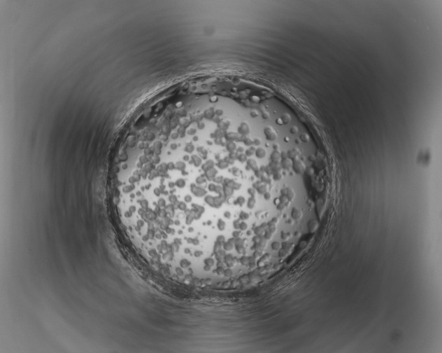 X0000115700434200912031509