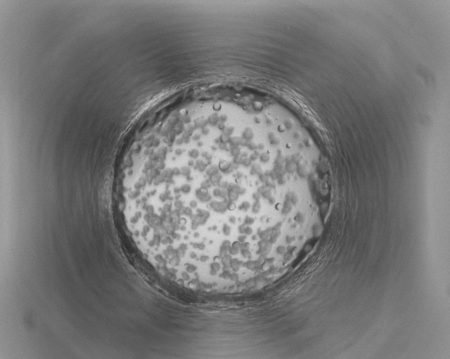 X0000115700434200912101218