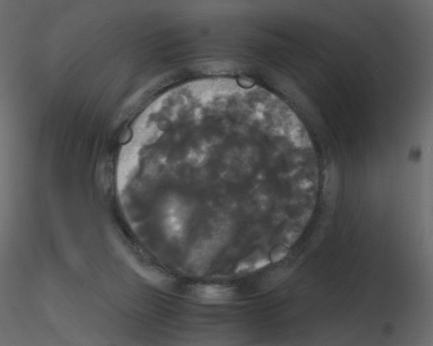 X0000115700165200912241530