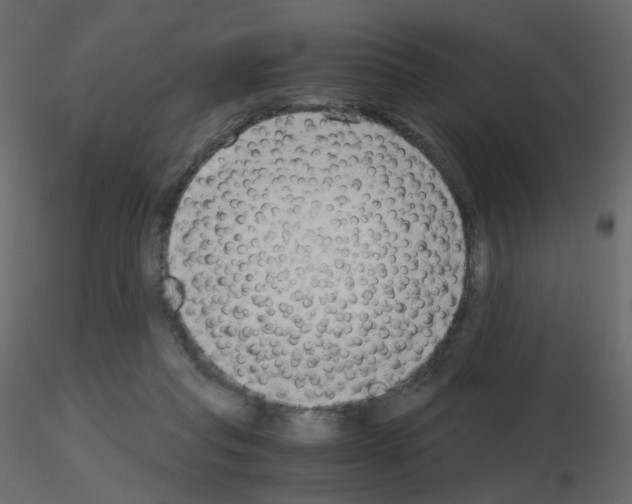 X0000115700261200912241529