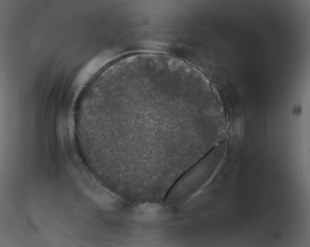 X0000115700294200912241528