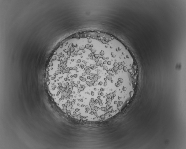 X0000115700434200912241526