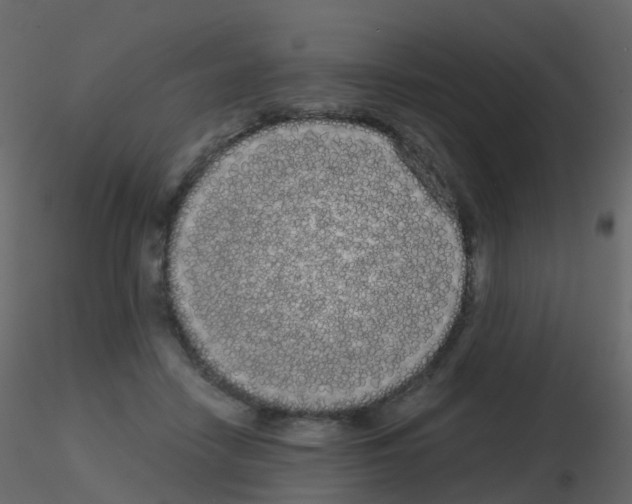 X0000115700458200912241526