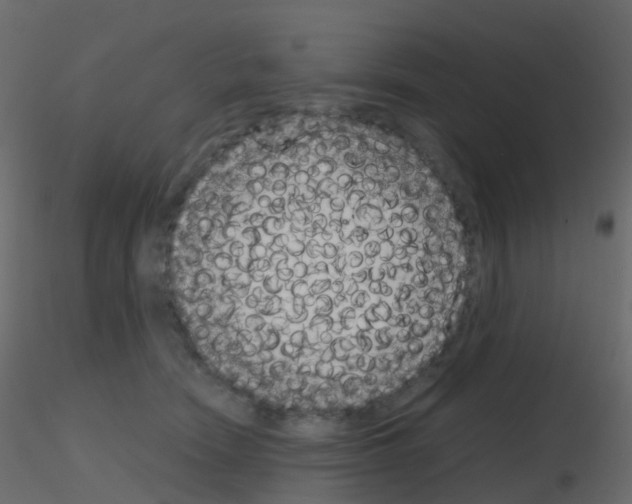 X0000115700466200912241526