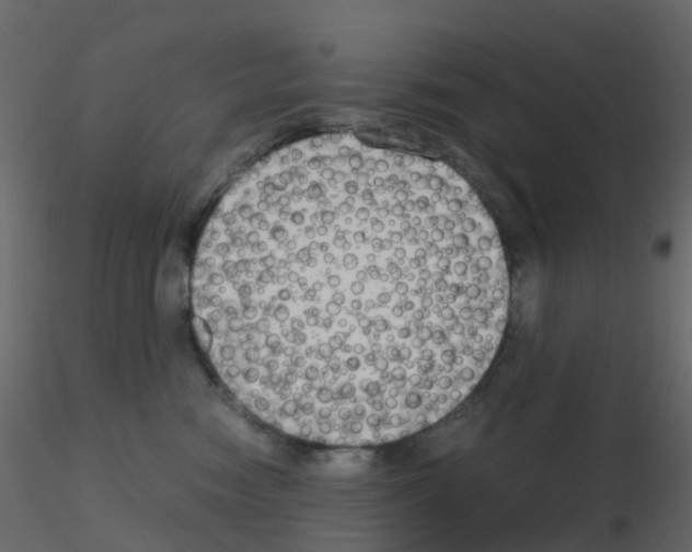 X0000115700474200912241526