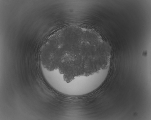 X0000115700656200912241524