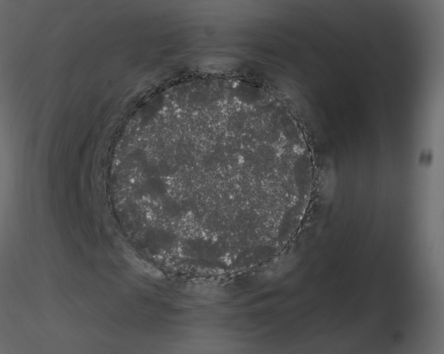 X0000115700817200912241521