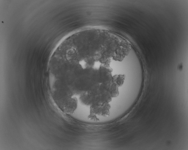 X0000115701236200912241516