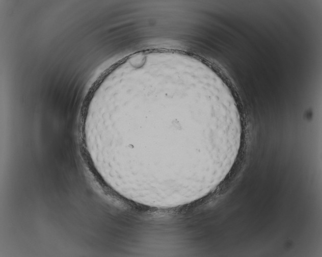 X0000115711125200912241538