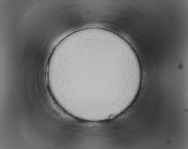 X0000115711127200912241538