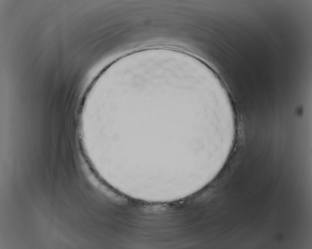 X0000115711515200912241533