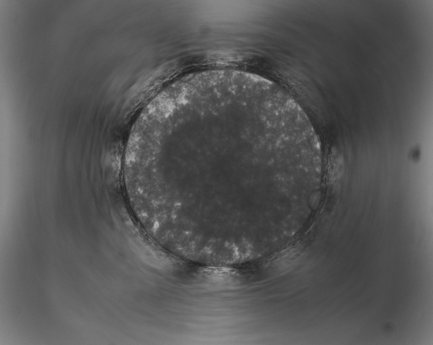 X0000115720427200912031555