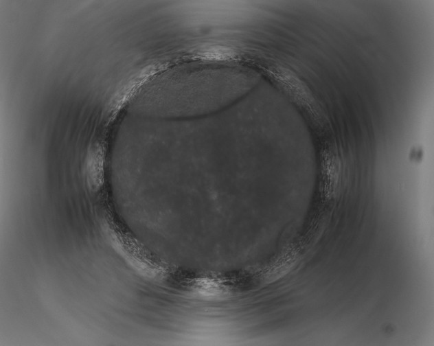 X0000115720496200912031554
