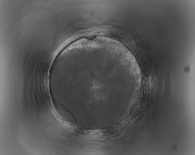 X0000115720100200912101437