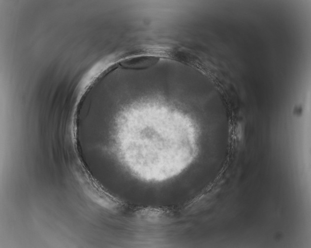 X0000115720294200912101434