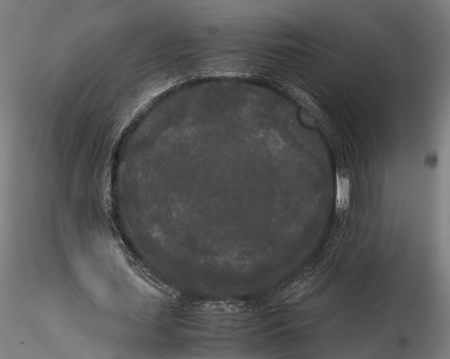 X0000115720627200912101429