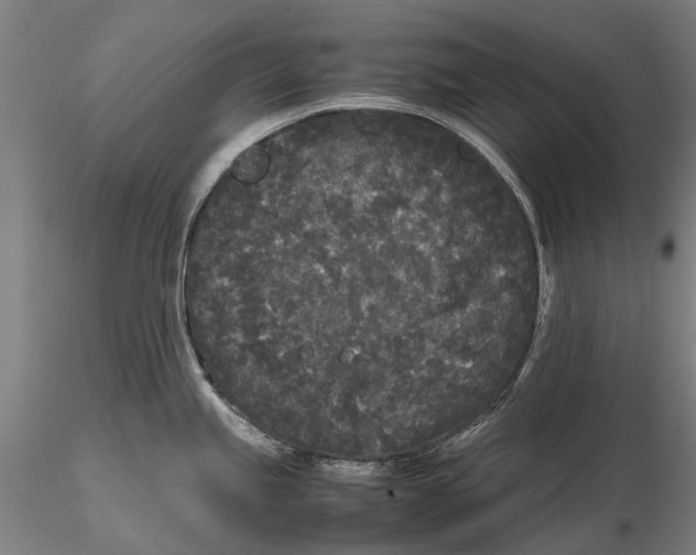 X0000115721245200912101421