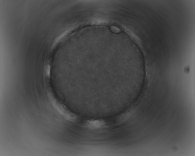 X0000115720067200912241613