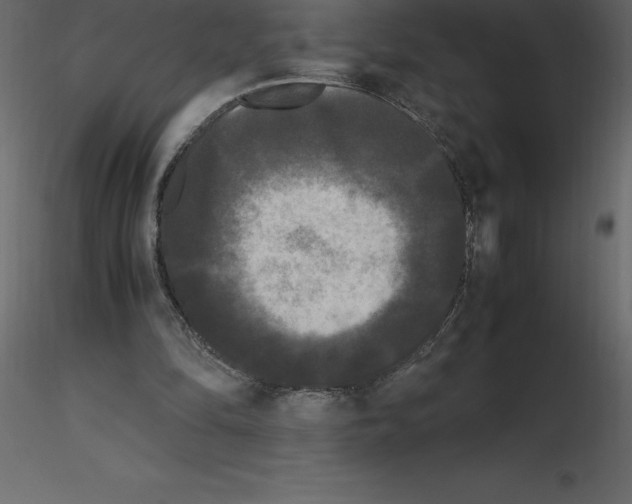 X0000115720294200912241610