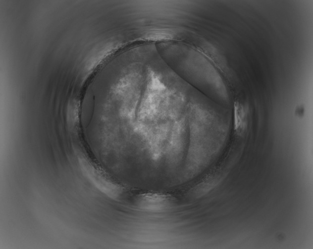 X0000115720300200912241610