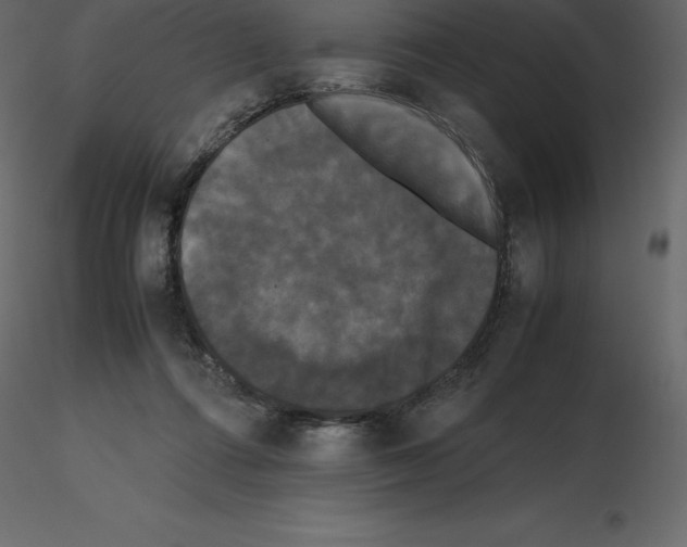 X0000115720312200912241610