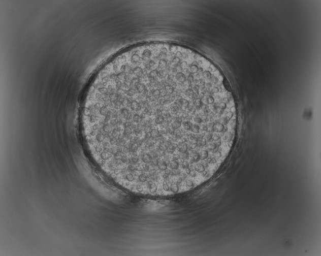 X0000115720346200912241609