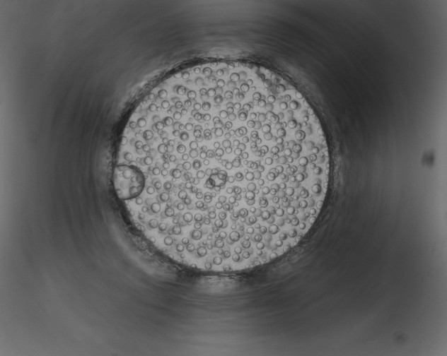 X0000115720354200912241609