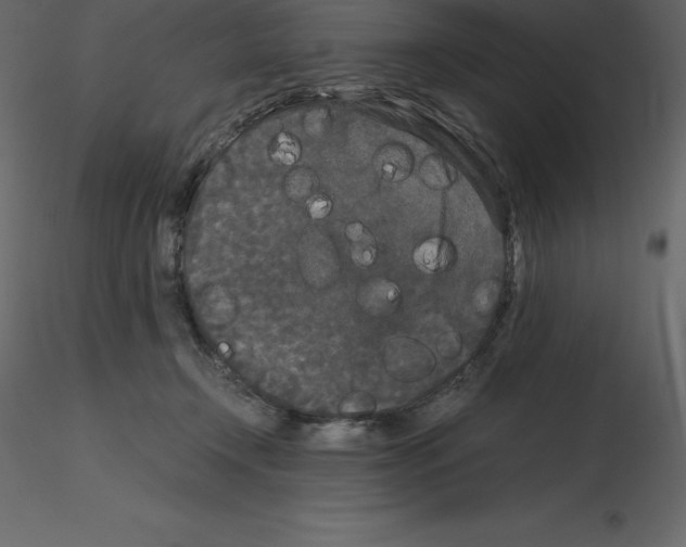 X0000115720366200912241610