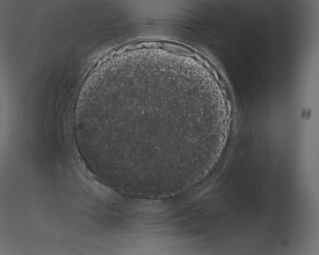 X0000115720385200912241609