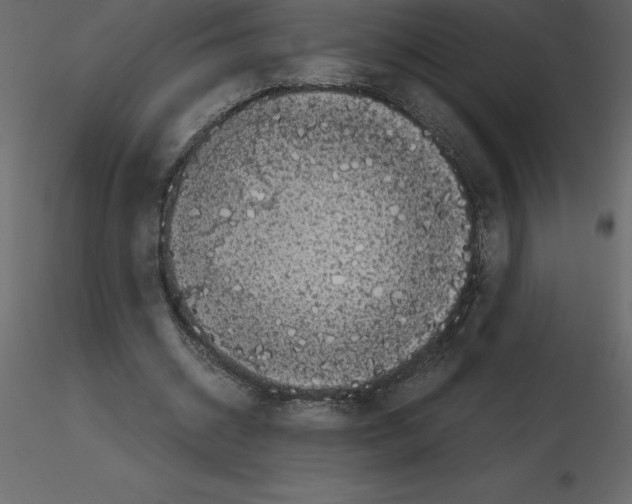X0000115720534200912241607